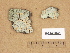  ( - H9203563)  @11 [ ] Copyright (2012) Diana Weckman Botanical Museum, Finnish Museum of Natural History, University of Helsinki