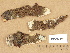  (Melanohalea olivacea - H9203564)  @11 [ ] Copyright (2012) Diana Weckman Botanical Museum, Finnish Museum of Natural History, University of Helsinki