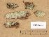  ( - H9203565)  @11 [ ] Copyright (2012) Diana Weckman Botanical Museum, Finnish Museum of Natural History, University of Helsinki
