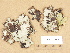  ( - H9203590)  @11 [ ] Copyright (2012) Diana Weckman Botanical Museum, Finnish Museum of Natural History, University of Helsinki