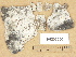  (Protoblastenia lilacina - H9203600)  @11 [ ] Copyright (2012) Diana Weckman Botanical Museum, Finnish Museum of Natural History, University of Helsinki