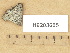  ( - H9203605)  @11 [ ] Copyright (2012) Diana Weckman Botanical Museum, Finnish Museum of Natural History, University of Helsinki