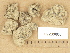  (Lemmopsis - H9203608)  @11 [ ] Copyright (2012) Diana Weckman Botanical Museum, Finnish Museum of Natural History, University of Helsinki