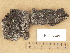  ( - H9203641)  @11 [ ] Copyright (2012) Diana Weckman Botanical Museum, Finnish Museum of Natural History, University of Helsinki