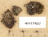  (Ramonia melathelia - H9203642)  @11 [ ] Copyright (2012) Diana Weckman Botanical Museum, Finnish Museum of Natural History, University of Helsinki
