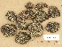  ( - H9203668)  @11 [ ] Copyright (2012) Diana Weckman Botanical Museum, Finnish Museum of Natural History, University of Helsinki
