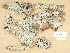  ( - H9203673)  @11 [ ] Copyright (2012) Diana Weckman Botanical Museum, Finnish Museum of Natural History, University of Helsinki