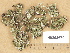  ( - H9203679)  @11 [ ] Copyright (2012) Diana Weckman Botanical Museum, Finnish Museum of Natural History, University of Helsinki