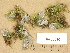  ( - H9203696)  @11 [ ] Copyright (2012) Diana Weckman Botanical Museum, Finnish Museum of Natural History, University of Helsinki