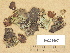  (Peltigera aphthosa - H9203697)  @11 [ ] Copyright (2012) Diana Weckman Botanical Museum, Finnish Museum of Natural History, University of Helsinki