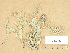  (Ramalina fraxinea - H9203713)  @11 [ ] Copyright (2012) Diana Weckman Botanical Museum, Finnish Museum of Natural History, University of Helsinki