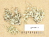 ( - H9203715)  @11 [ ] Copyright (2012) Diana Weckman Botanical Museum, Finnish Museum of Natural History, University of Helsinki