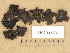  ( - H9203723)  @11 [ ] Copyright (2012) Diana Weckman Botanical Museum, Finnish Museum of Natural History, University of Helsinki