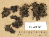  ( - H9203724)  @11 [ ] Copyright (2012) Diana Weckman Botanical Museum, Finnish Museum of Natural History, University of Helsinki