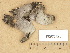  ( - H9203725)  @11 [ ] Copyright (2012) Diana Weckman Botanical Museum, Finnish Museum of Natural History, University of Helsinki