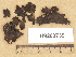  ( - H9203739)  @11 [ ] Copyright (2012) Diana Weckman Botanical Museum, Finnish Museum of Natural History, University of Helsinki