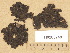 ( - H9203740)  @11 [ ] Copyright (2012) Diana Weckman Botanical Museum, Finnish Museum of Natural History, University of Helsinki