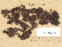  ( - H9203741)  @11 [ ] Copyright (2012) Diana Weckman Botanical Museum, Finnish Museum of Natural History, University of Helsinki