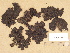  ( - H9203742)  @11 [ ] Copyright (2012) Diana Weckman Botanical Museum, Finnish Museum of Natural History, University of Helsinki