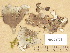  ( - H9203773)  @11 [ ] Copyright (2012) Diana Weckman Botanical Museum, Finnish Museum of Natural History, University of Helsinki