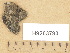  ( - H9203790)  @11 [ ] Copyright (2012) Diana Weckman Botanical Museum, Finnish Museum of Natural History, University of Helsinki