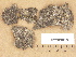  ( - H9203815)  @11 [ ] Copyright (2012) Diana Weckman Botanical Museum, Finnish Museum of Natural History, University of Helsinki