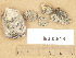  ( - H9203818)  @11 [ ] Copyright (2012) Diana Weckman Botanical Museum, Finnish Museum of Natural History, University of Helsinki