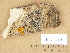 ( - H9203863)  @11 [ ] Copyright (2012) Diana Weckman Botanical Museum, Finnish Museum of Natural History, University of Helsinki