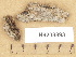  ( - H9203893)  @11 [ ] Copyright (2012) Diana Weckman Botanical Museum, Finnish Museum of Natural History, University of Helsinki