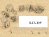  ( - H9203894)  @11 [ ] Copyright (2012) Diana Weckman Botanical Museum, Finnish Museum of Natural History, University of Helsinki