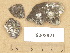  ( - H9203921)  @11 [ ] Copyright (2012) Diana Weckman Botanical Museum, Finnish Museum of Natural History, University of Helsinki