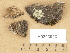  (Verrucaria nigrofusca - H9203943)  @11 [ ] Copyright (2012) Diana Weckman Botanical Museum, Finnish Museum of Natural History, University of Helsinki