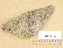  ( - H9203945)  @11 [ ] Copyright (2012) Diana Weckman Botanical Museum, Finnish Museum of Natural History, University of Helsinki