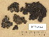  (Umbilicaria hyperborea - H9203954)  @11 [ ] Copyright (2013) Diana Weckman Botanical Museum, Finnish Museum of Natural History, University of Helsinki