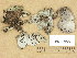 (Umbilicaria hirsuta - H9203955)  @11 [ ] Copyright (2013) Diana Weckman Botanical Museum, Finnish Museum of Natural History, University of Helsinki