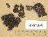  ( - H9203958)  @11 [ ] Copyright (2013) Diana Weckman Botanical Museum, Finnish Museum of Natural History, University of Helsinki