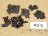  ( - H9203962)  @11 [ ] Copyright (2013) Diana Weckman Botanical Museum, Finnish Museum of Natural History, University of Helsinki