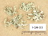  (Ramalina fastigiata - H9204003)  @11 [ ] Copyright (2013) Diana Weckman Botanical Museum, Finnish Museum of Natural History, University of Helsinki