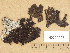  (Umbilicaria deusta - H9204007)  @11 [ ] Copyright (2013) Diana Weckman Botanical Museum, Finnish Museum of Natural History, University of Helsinki