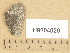  ( - H9204020)  @11 [ ] Copyright (2013) Diana Weckman Botanical Museum, Finnish Museum of Natural History, University of Helsinki