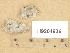  ( - H9204936)  @11 [ ] Copyright (2013) Diana Weckman Botanical Museum, Finnish Museum of Natural History, University of Helsinki