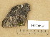  ( - H9204951)  @11 [ ] Copyright (2013) Diana Weckman Botanical Museum, Finnish Museum of Natural History, University of Helsinki