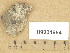  ( - H9204954)  @11 [ ] Copyright (2013) Diana Weckman Botanical Museum, Finnish Museum of Natural History, University of Helsinki