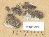  ( - H9204991)  @11 [ ] Copyright (2013) Diana Weckman Botanical Museum, Finnish Museum of Natural History, University of Helsinki