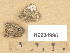  ( - H9204995)  @11 [ ] Copyright (2013) Diana Weckman Botanical Museum, Finnish Museum of Natural History, University of Helsinki