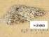  ( - H9205062)  @11 [ ] Copyright (2013) Diana Weckman Botanical Museum, Finnish Museum of Natural History, University of Helsinki