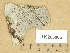  ( - H9205066)  @11 [ ] Copyright (2013) Diana Weckman Botanical Museum, Finnish Museum of Natural History, University of Helsinki