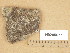  ( - H9205077)  @11 [ ] Copyright (2013) Diana Weckman Botanical Museum, Finnish Museum of Natural History, University of Helsinki