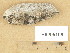  ( - H9205108)  @11 [ ] Copyright (2013) Diana Weckman Botanical Museum, Finnish Museum of Natural History, University of Helsinki