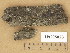  ( - H9205828)  @11 [ ] Copyright (2014) Diana Weckman Botanical Museum, Finnish Museum of Natural History, University of Helsinki
